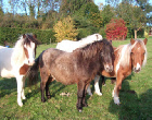 Miniature horse Hampshire