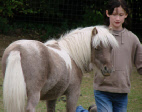 Miniature horse