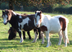 Miniature horses