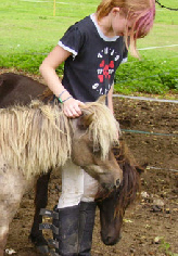 Miniature horses UK